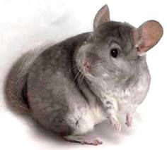csincsilla.jpeg
